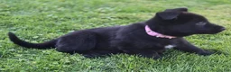 German Shepherd dogs for sale: Dolly - Ad 3
