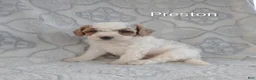 Shihpoo dogs for sale: Kenna - Ad 13