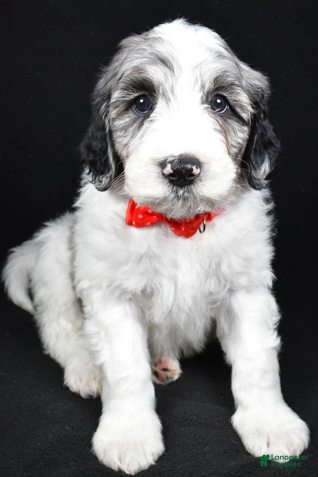 Sheepadoodle dogs for sale: Milo - Ad 8