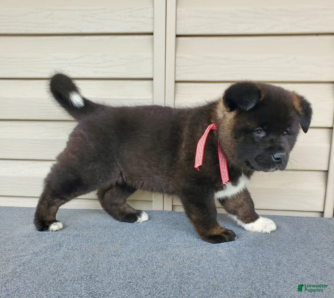Akita dogs for sale: Nola - Ad 4