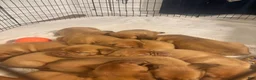 Dogue De Bordeaux dogs for sale: Dogue De Bordeaux Puppy 5 - Ad 95