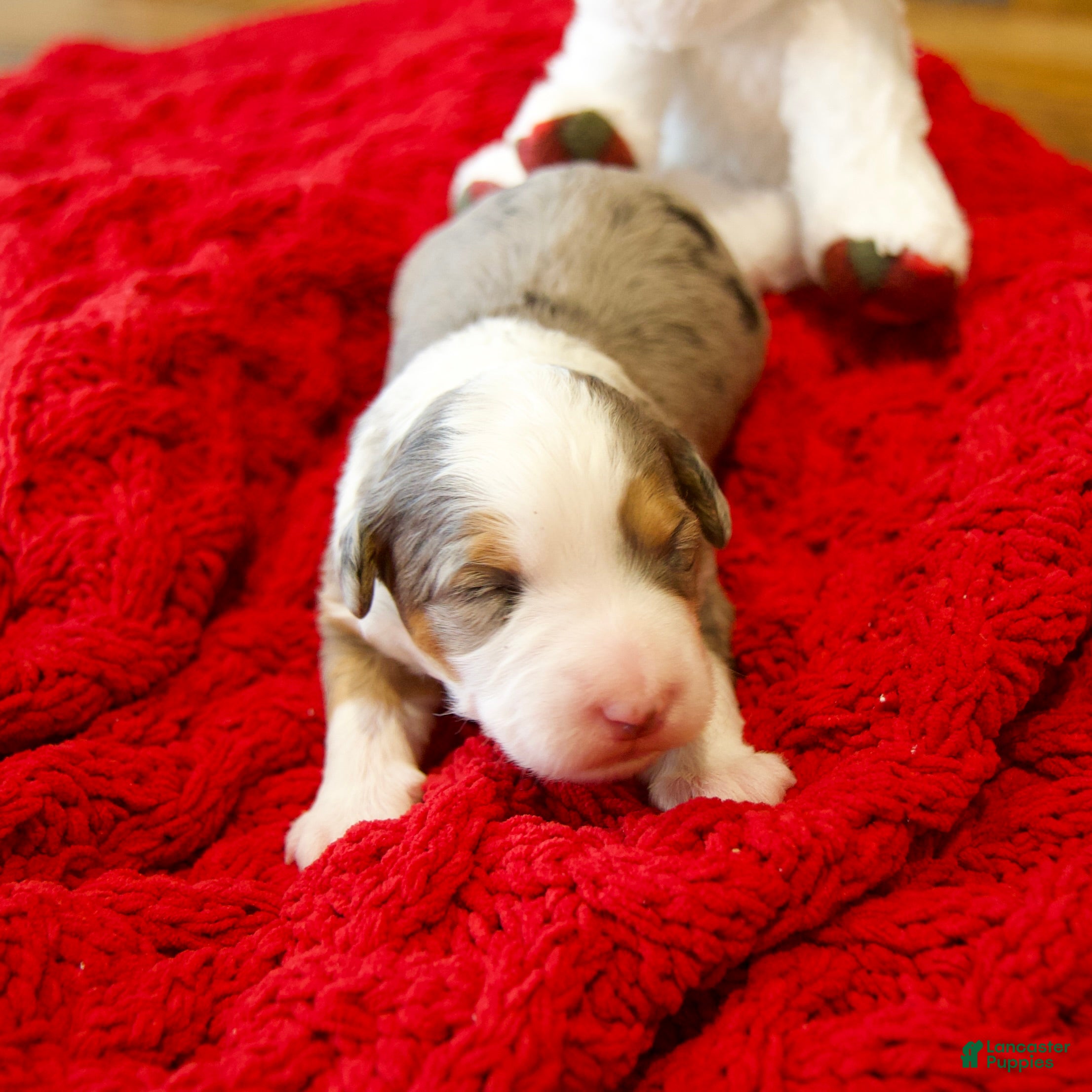 Mini Bernedoodle dogs Angel Girl *Potty Training* - Ad 9