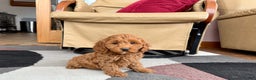 Cockapoo dogs for sale: Cockapoo female 2 - Ad 9