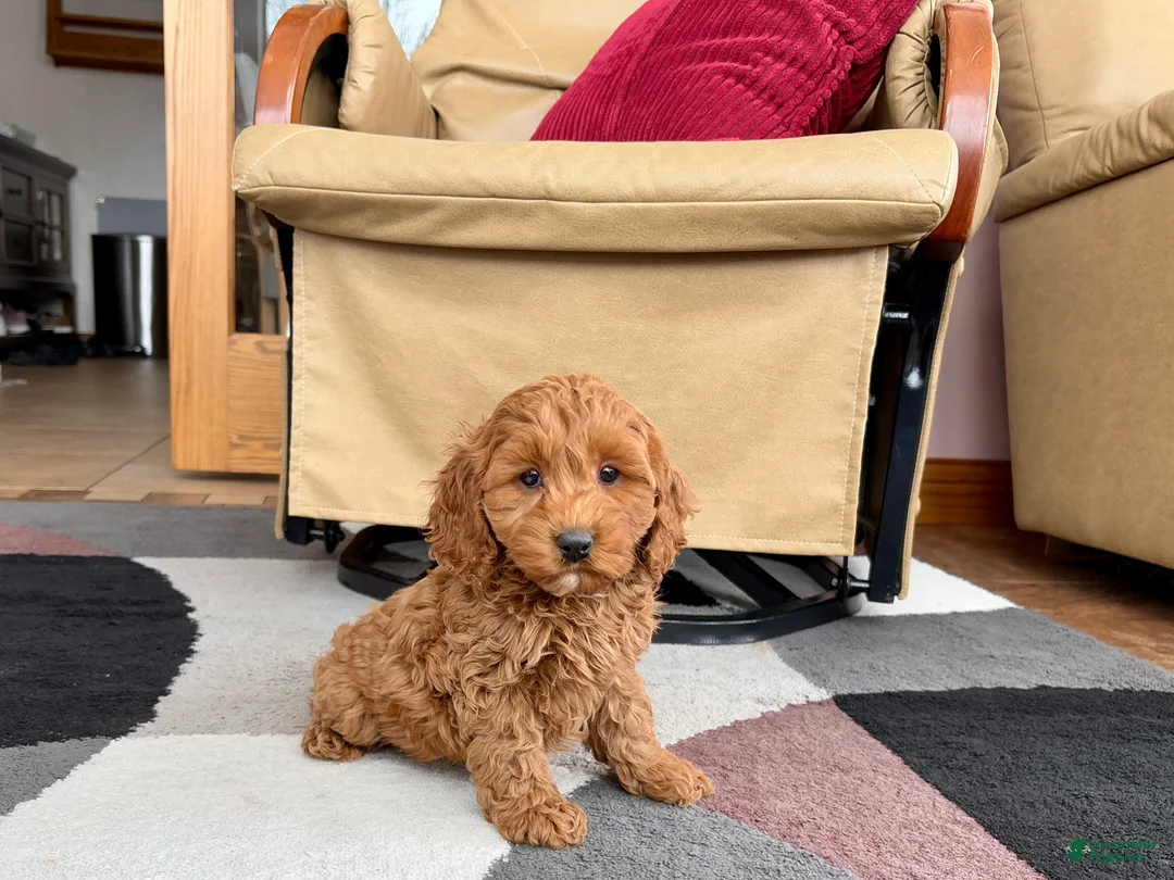 Cockapoo dogs for sale: Cockapoo female 2 - Ad 9