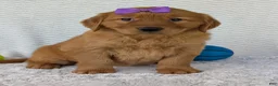 Golden Retriever dogs for sale: Miss Summer  - Ad 17