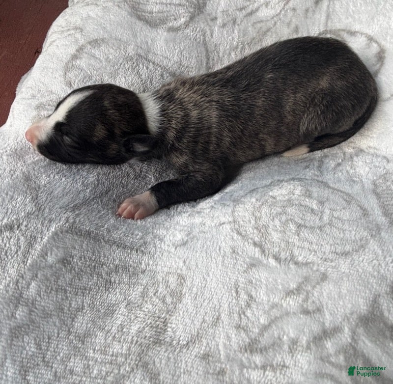 Whippet dogs Boy 1  - Ad 2