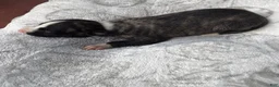 Whippet dogs for sale: Boy 1  - Ad 2