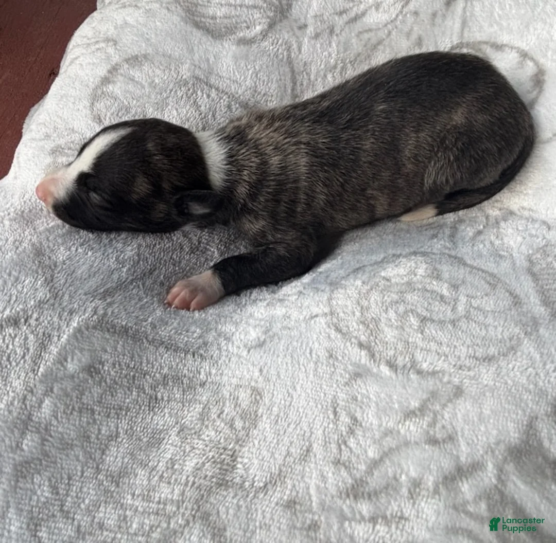 Whippet dogs for sale: Boy 1  - Ad 2
