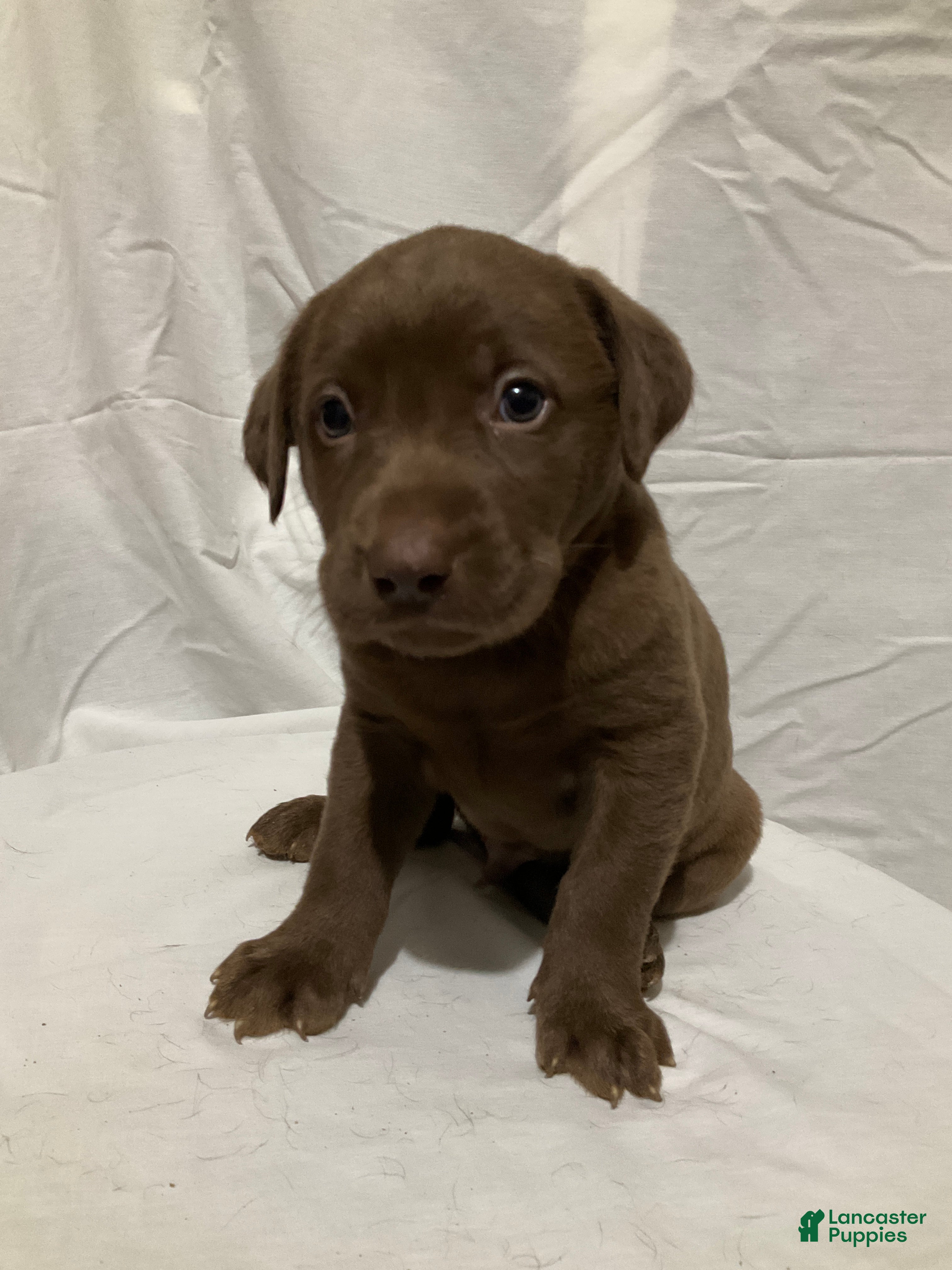 Labrador Retriever dogs Milo - Ad 17