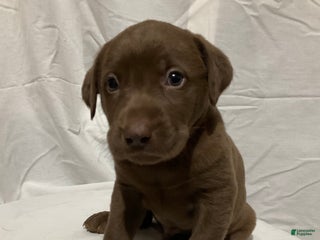 Labrador Retriever dogs Milo - Ad 37