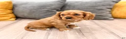 Cavalier King Charles Spaniel dogs for sale: Baxter - Ad 4