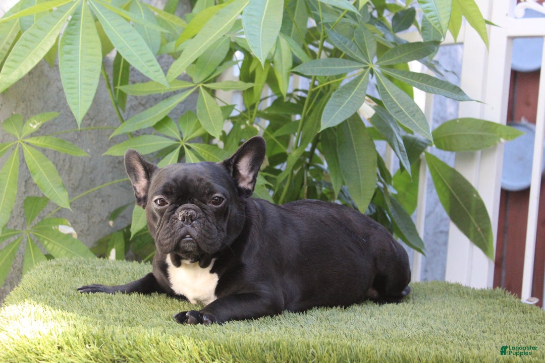 French Bulldog dogs for sale: Vlue French Bulldog Puppy  - Ad 4