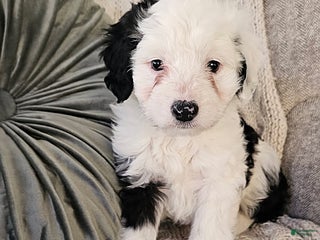 Mini Aussiedoodle dogs - Ad 9