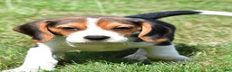 Beagle dogs for sale: Cash - Ad 2