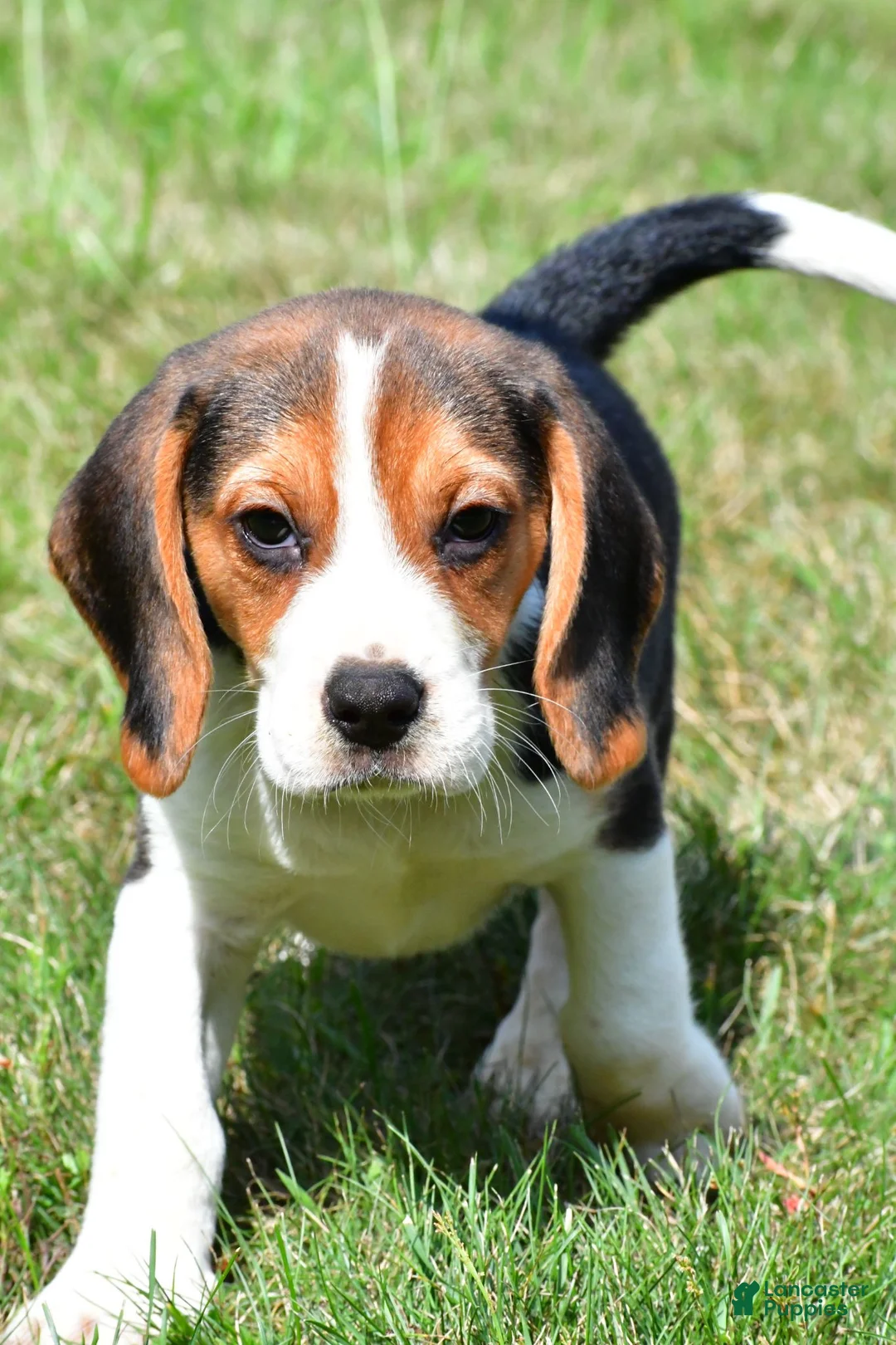 Beagle dogs for sale: Cash - Ad 2