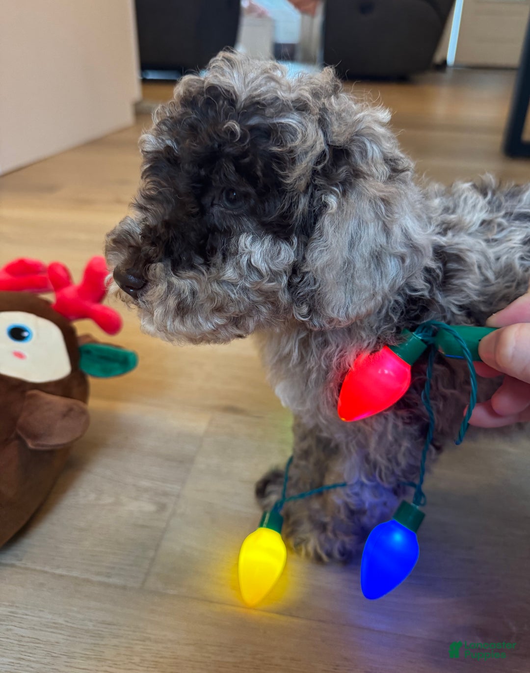 Mini Goldendoodle dogs for sale: Lucy - Ad 2