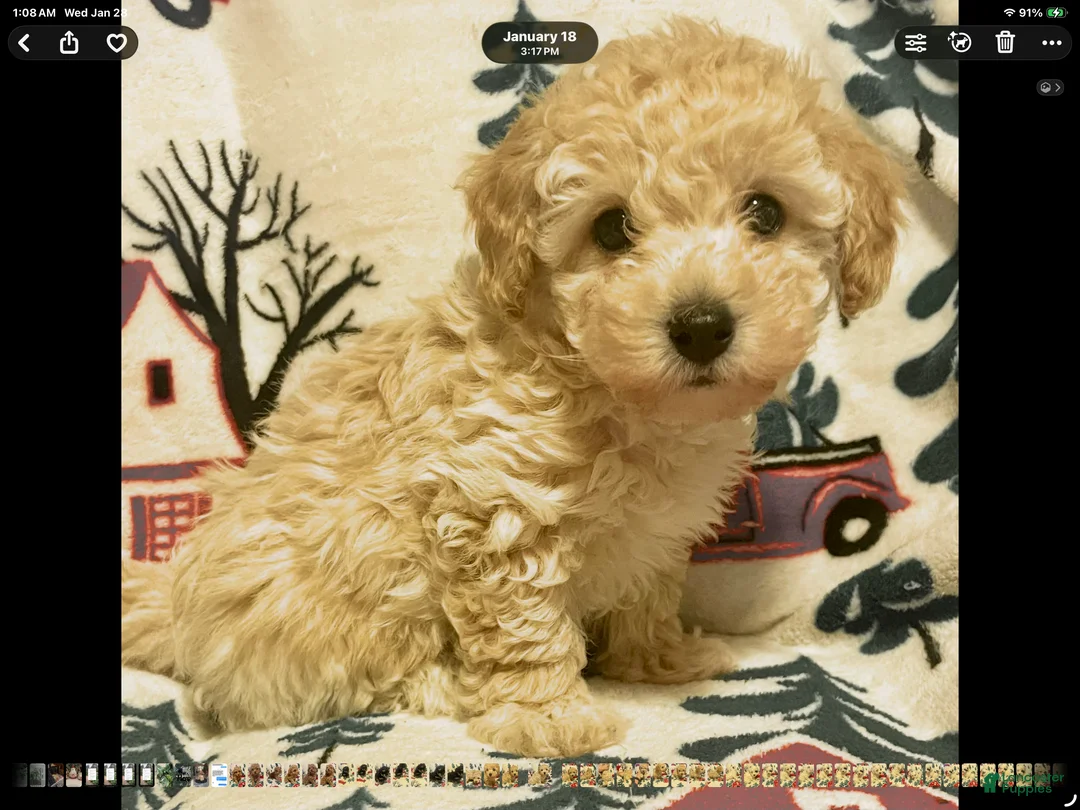 Toy Poodle dogs for sale: Toy Poodle Puppy 3 - Ad 1