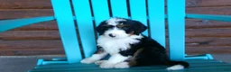 Mini Bernedoodle dogs for sale: Bryson - Ad 4
