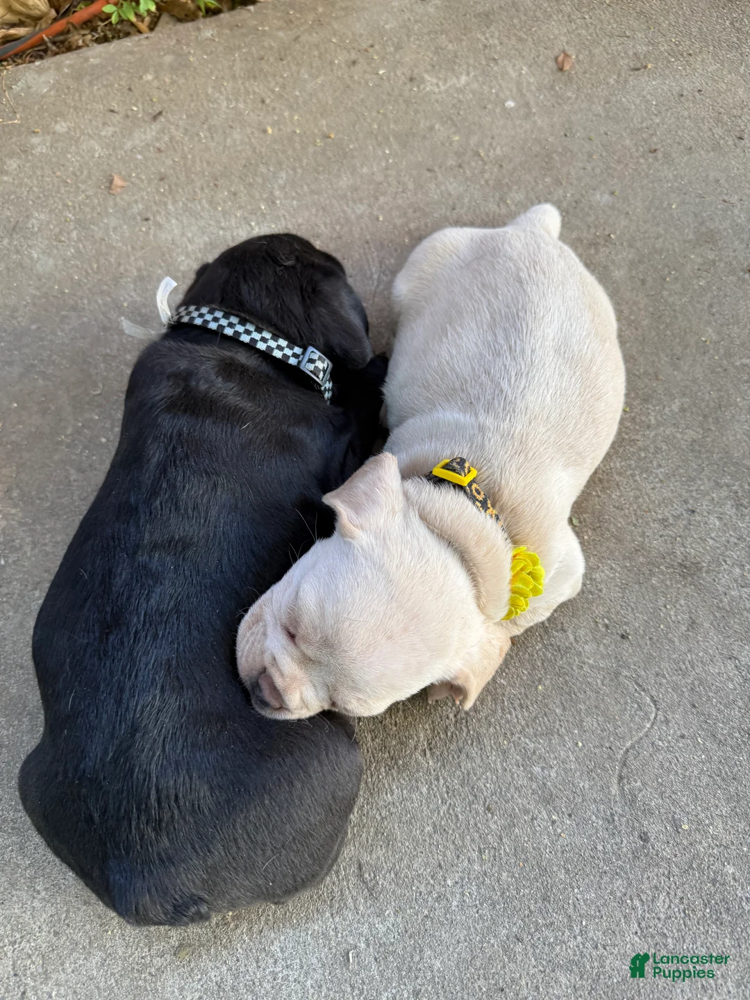 Mixed Breed dogs for sale: Mixed Breed 1 - Ad 2