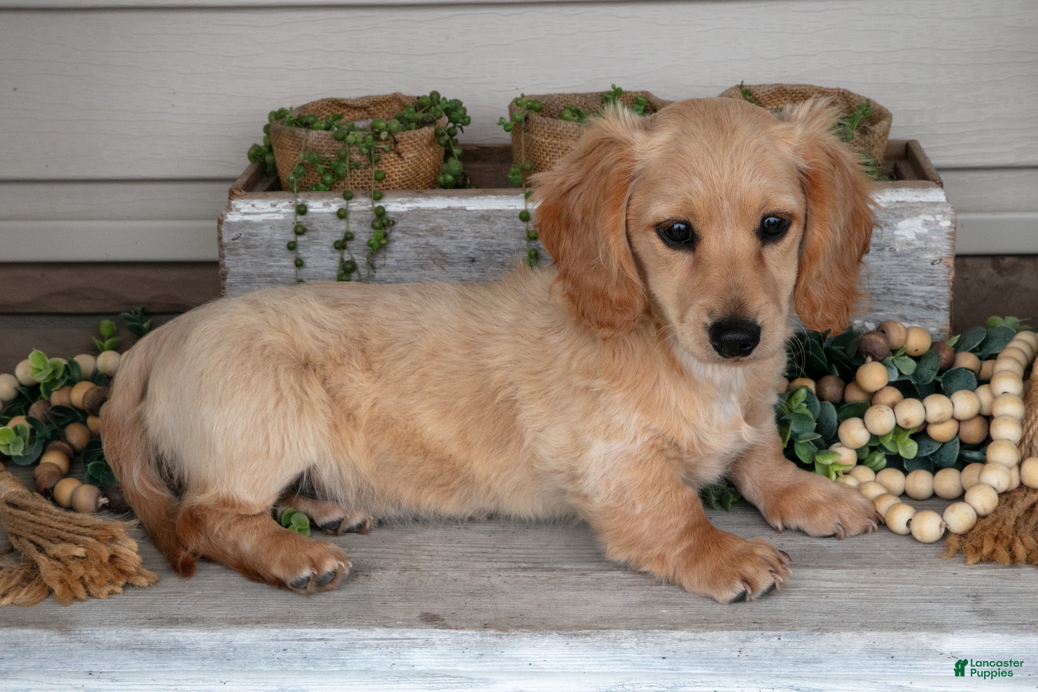 Miniature Dachshund dogs for sale: Sandy - Ad 2