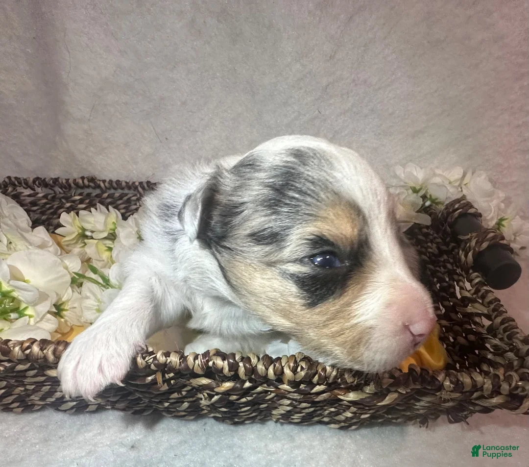 Border Collie dogs for sale: Sage - Ad 2