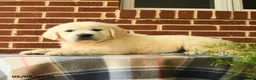 Golden Retriever dogs for sale: Patrick - Ad 5