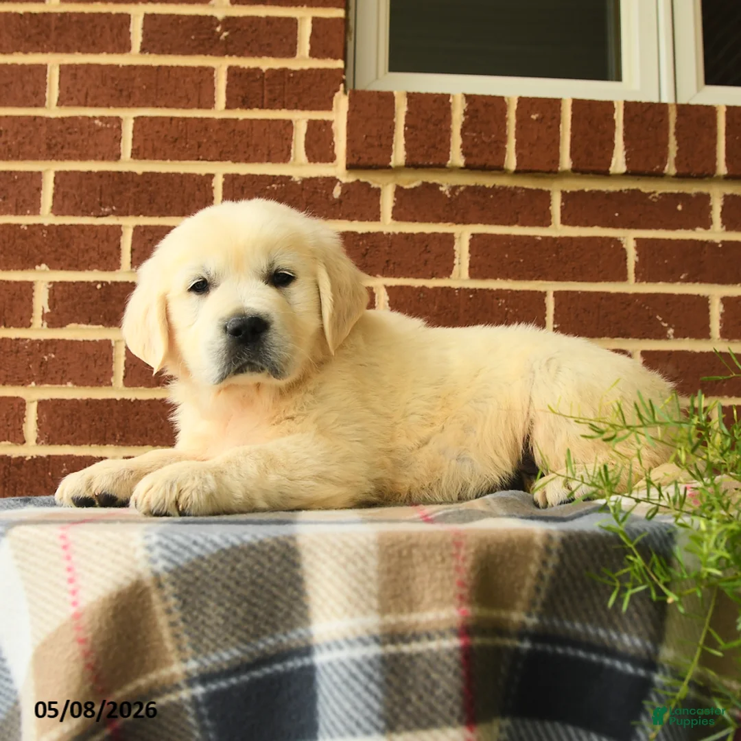 Golden Retriever dogs for sale: Patrick - Ad 5