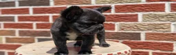 French Bulldog dogs for sale: Ezi - Ad 9