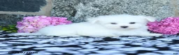 Maltese dogs for sale: Snowball - Ad 4
