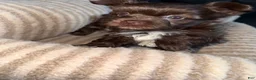 Yorkshire Terrier dogs for sale: Mocha - Ad 8