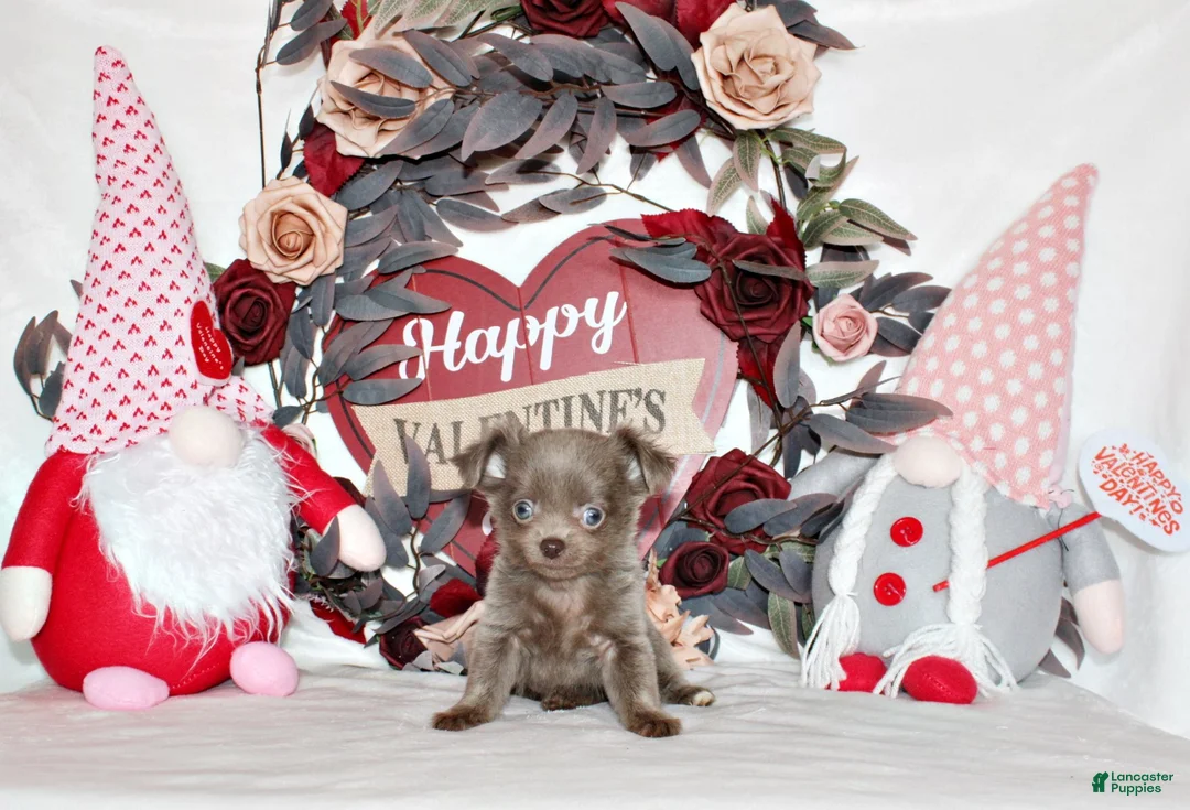 Chihuahua dogs for sale: Frankie - Ad 1