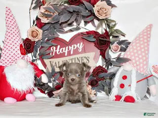 Chihuahua dogs Frankie - Ad 16