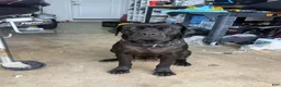 Cane Corso dogs for sale: Cane Corso 1 - Ad 2