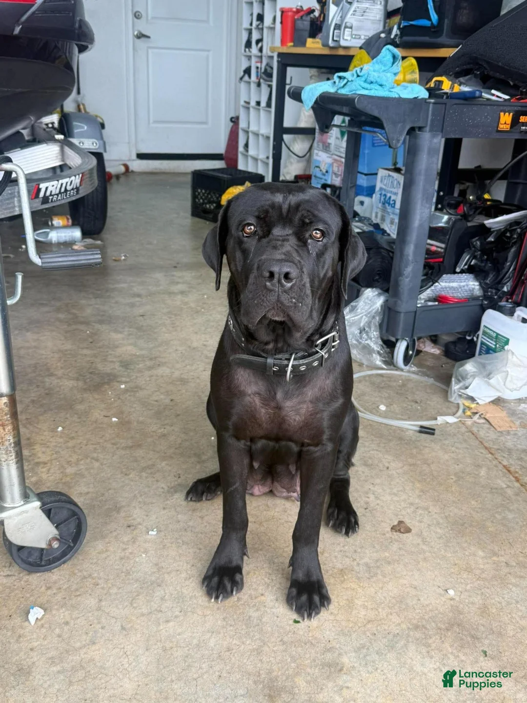 Cane Corso dogs for sale: Cane Corso 1 - Ad 2