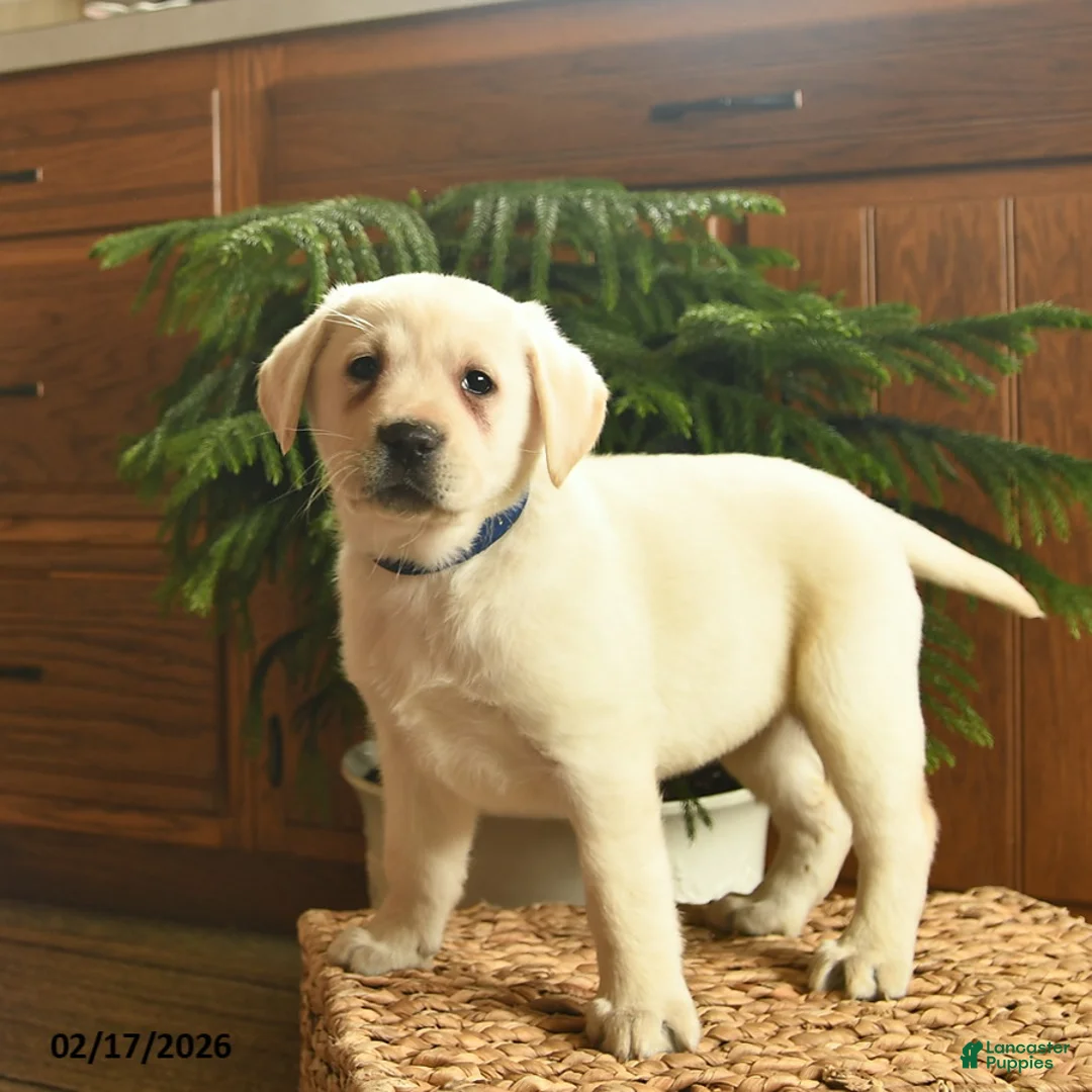 Labrador Retriever dogs for sale: Gwen  - Ad 5