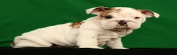 English Bulldog dogs for sale: Lulu - Ad 8