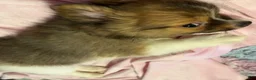 Mixed Breed dogs for sale: Sebastian  - Ad 5