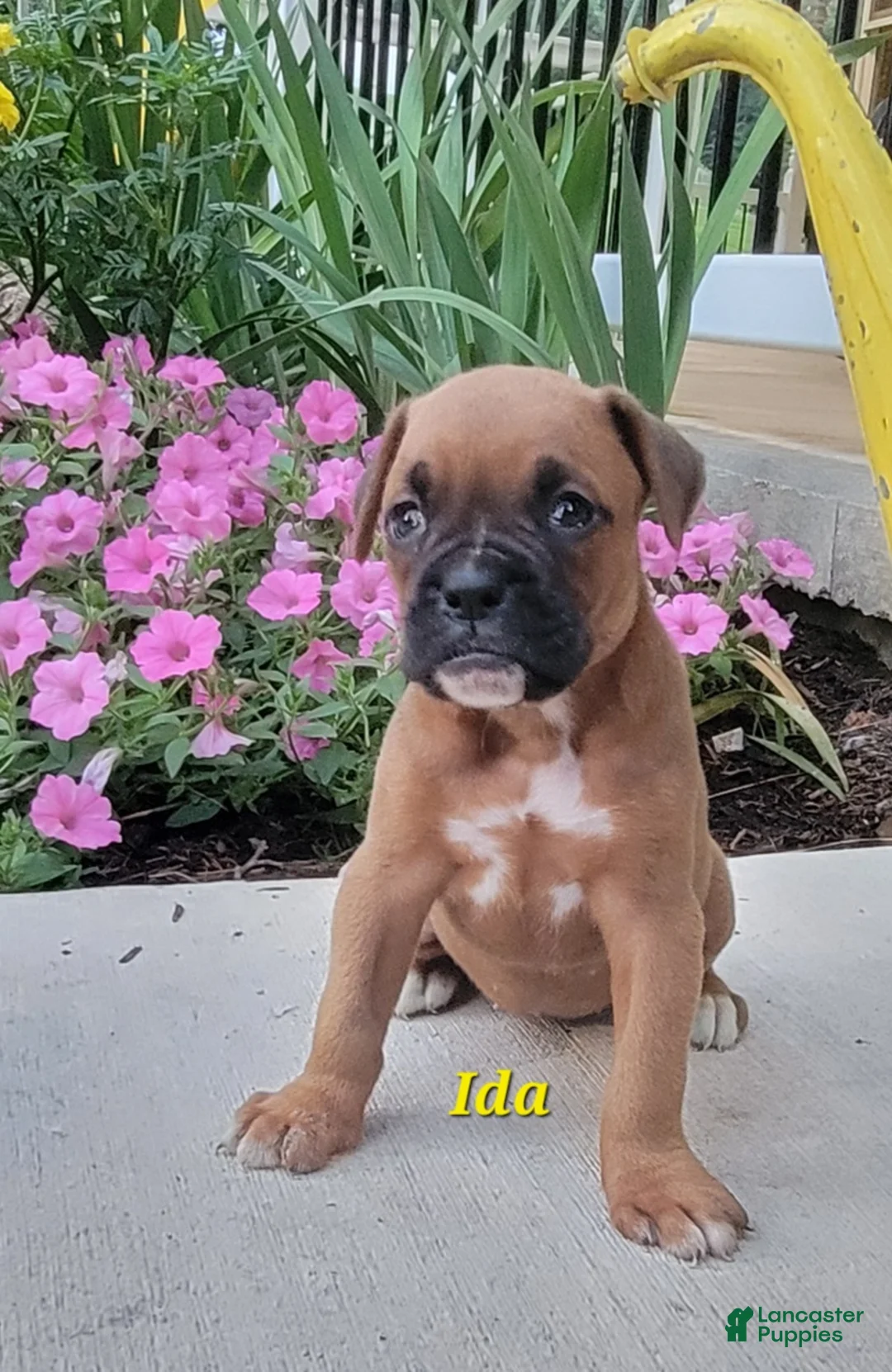 Boxer dogs for sale: Ida - Ad 1