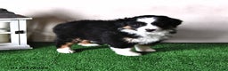 Miniature Australian Shepherd dogs for sale: Dawn - Ad 4