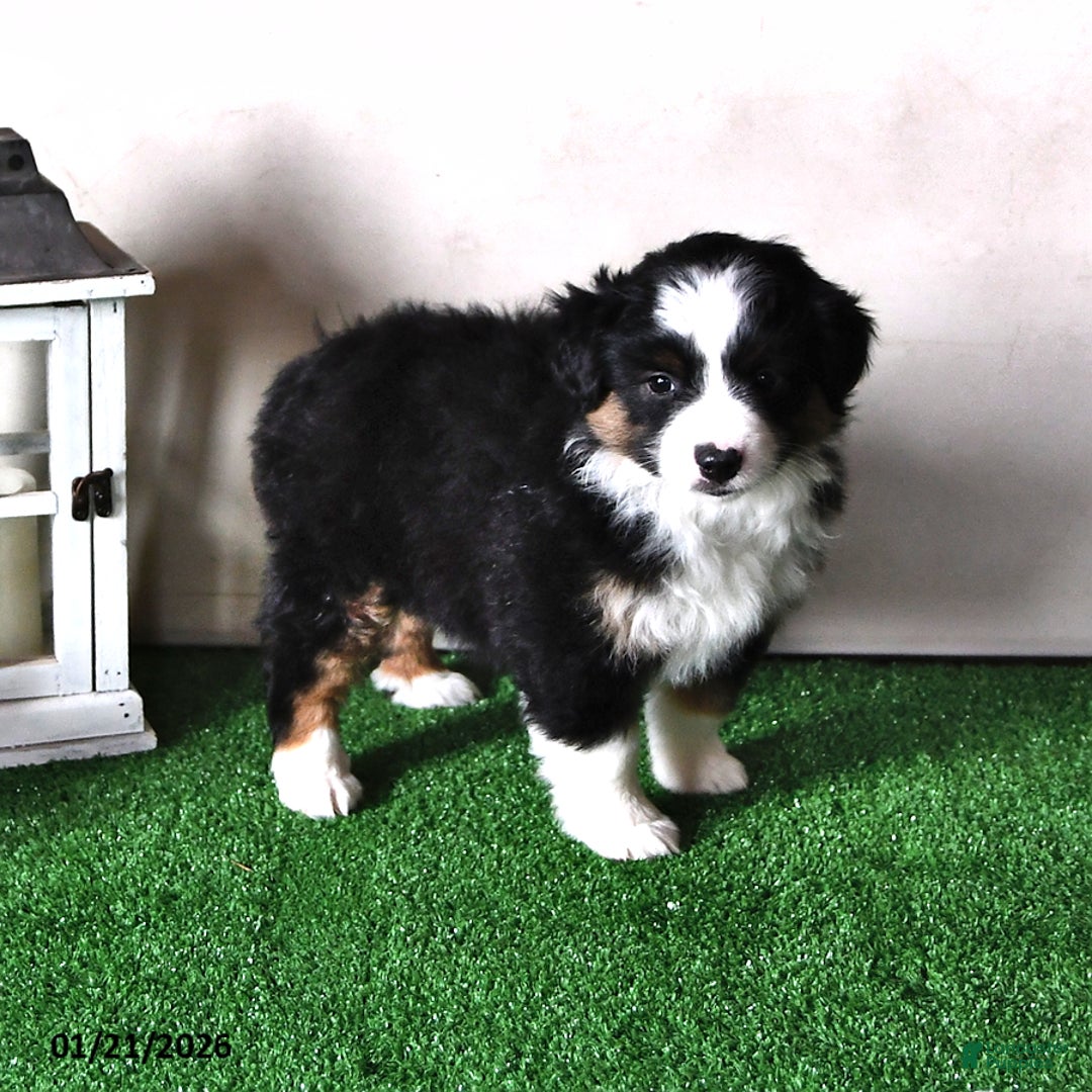Miniature Australian Shepherd dogs for sale: Dawn - Ad 4
