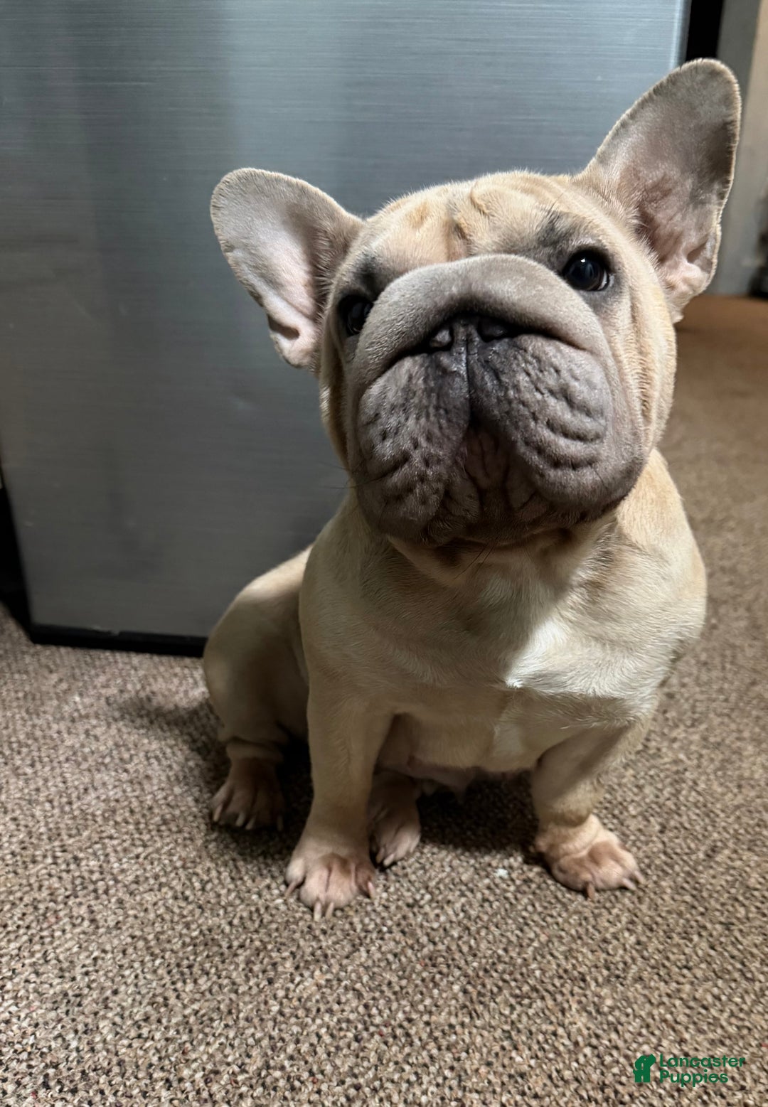 French Bulldog dogs for sale: Tiny - Ad 4