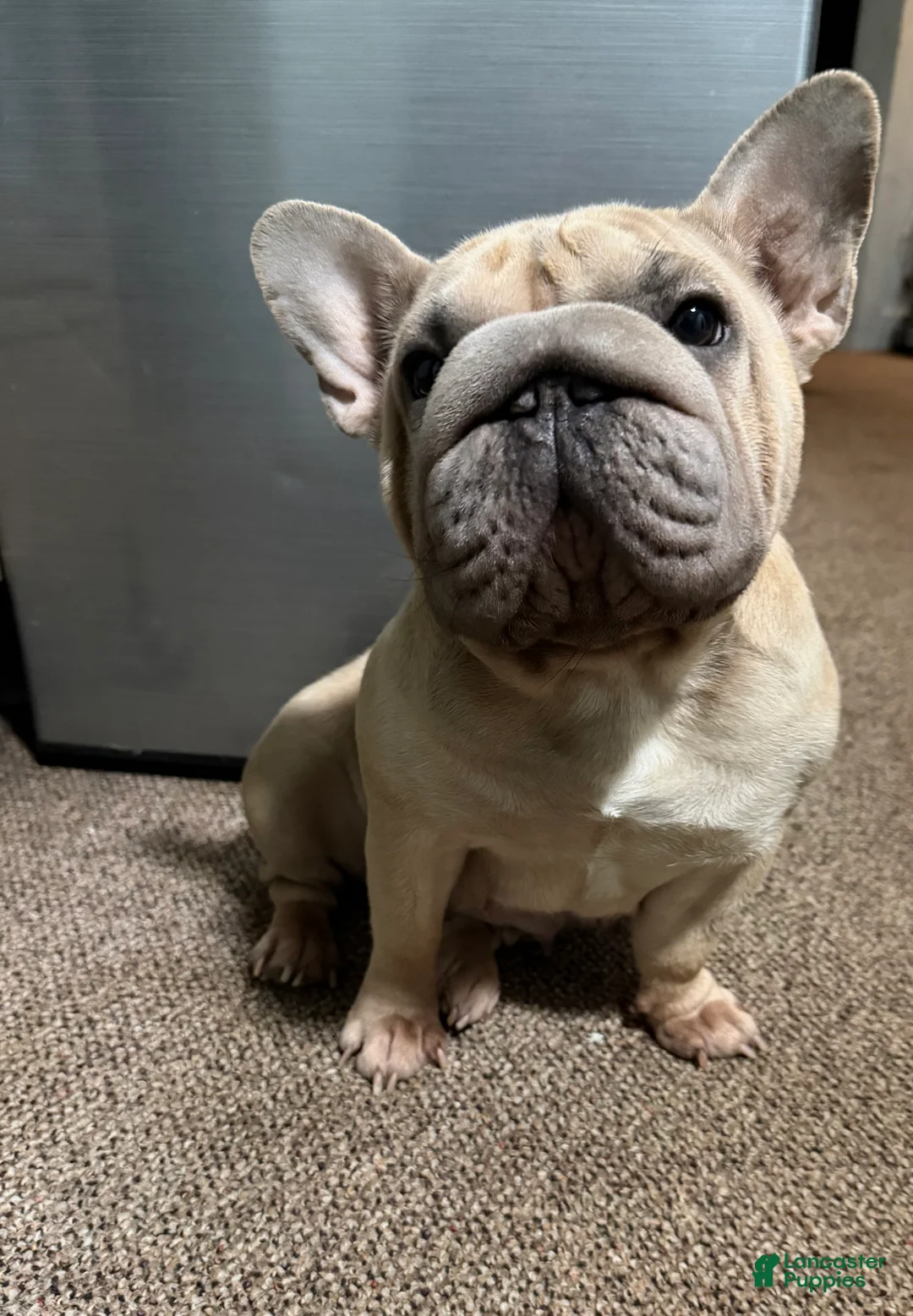 French Bulldog dogs for sale: Tiny - Ad 4