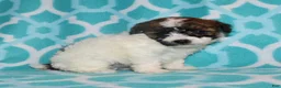 Miniature Poodle dogs for sale: Reserved Harlee’s Br&W male - Ad 9