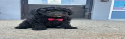 Mini Goldendoodle dogs for sale: Mini Goldendoodle 1 - Ad 3