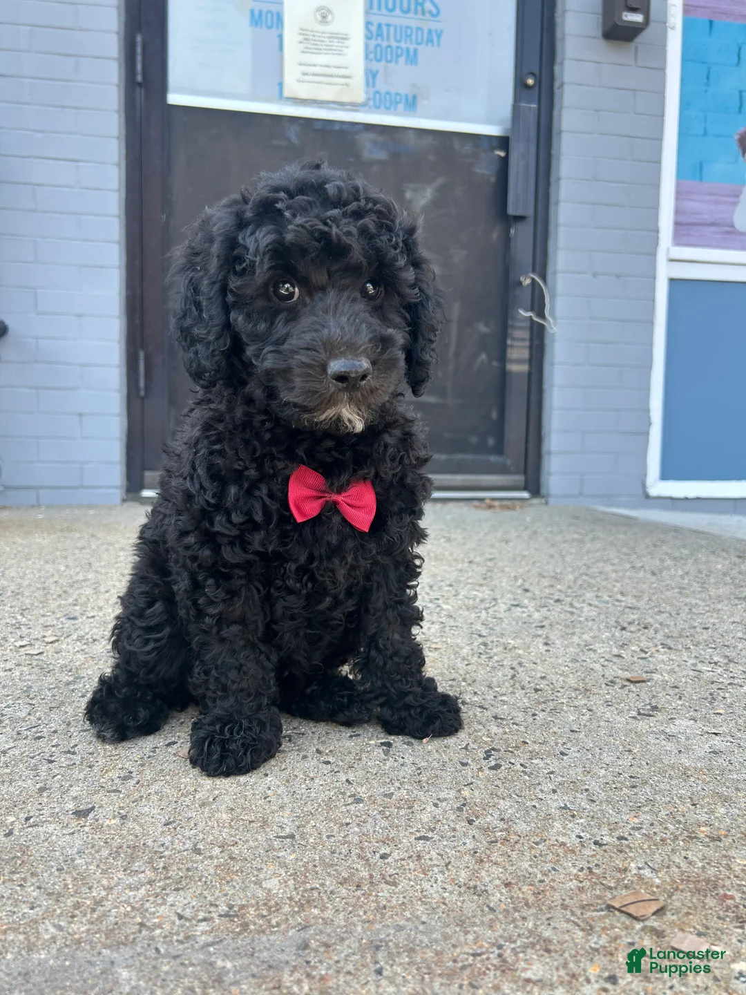 Mini Goldendoodle dogs for sale: Mini Goldendoodle 1 - Ad 3
