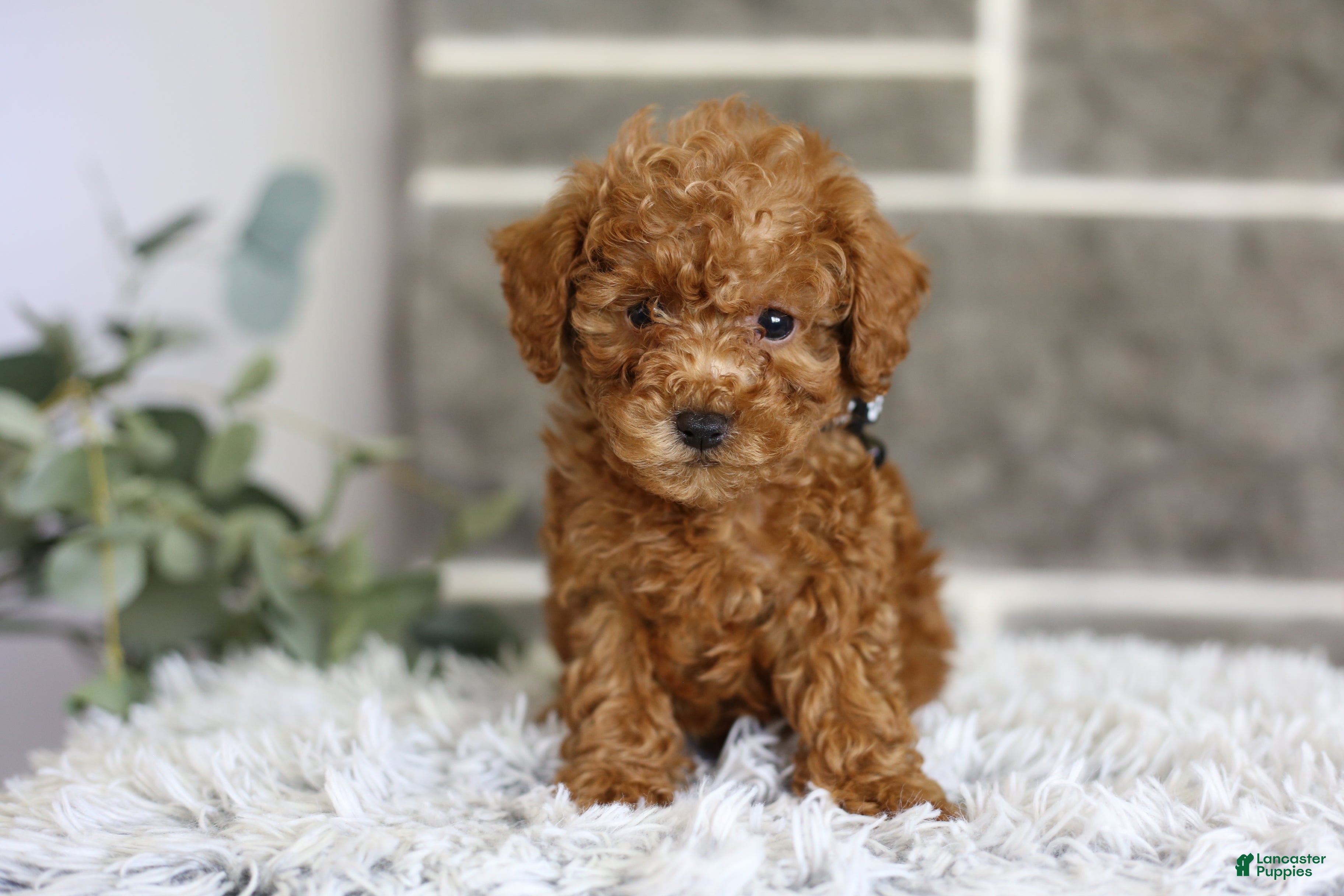 Toy Poodle dogs Quince - Ad 2