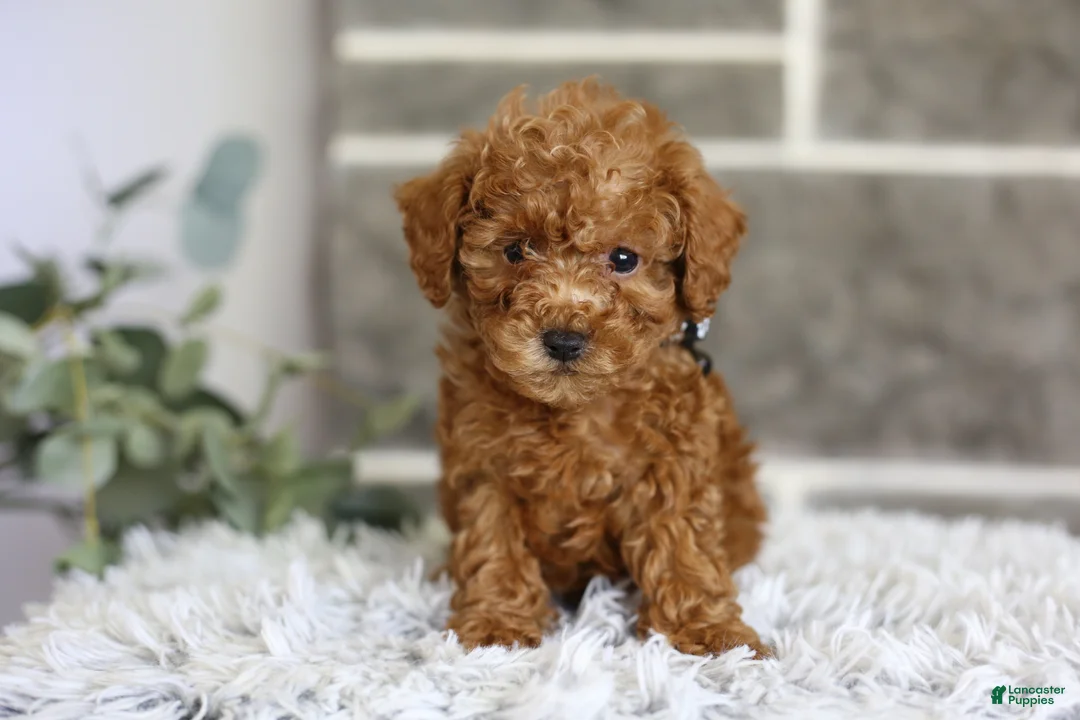 Toy Poodle dogs for sale: Quince - Ad 2