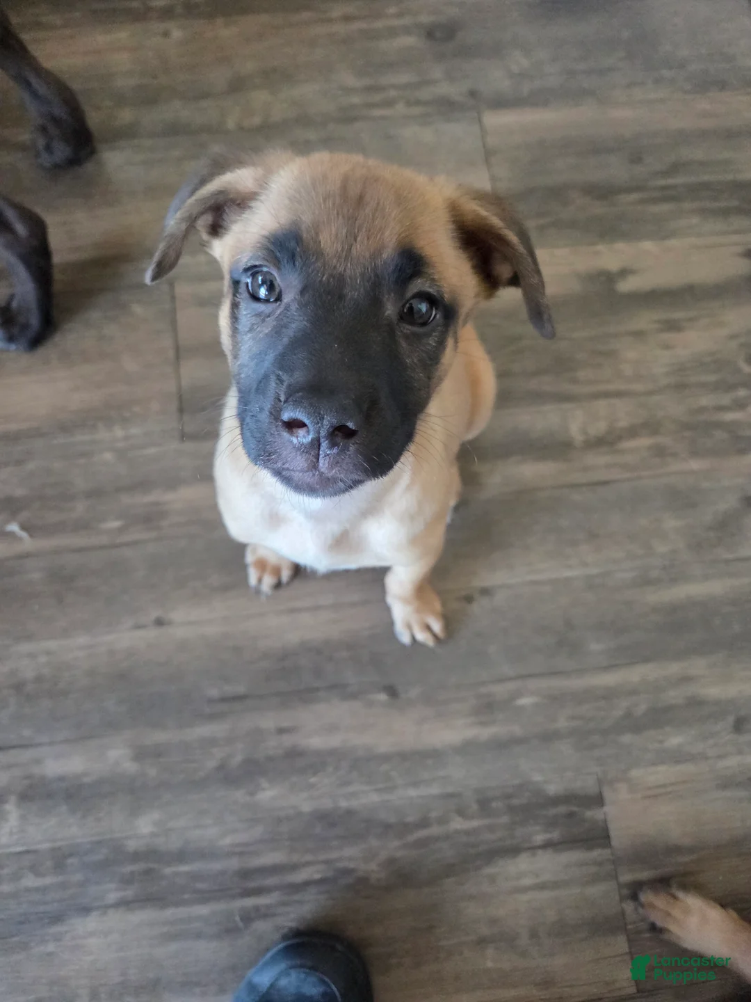 Mixed Breed dogs for sale: Koko - Ad 1