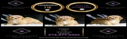 Maltipoo dogs for sale: Ember - Ad 5