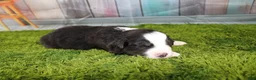 Miniature Australian Shepherd dogs for sale: Liberty - Ad 13